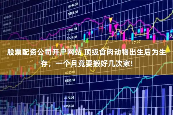 股票配资公司开户网站 顶级食肉动物出生后为生存,一个月竟要搬好几次家!